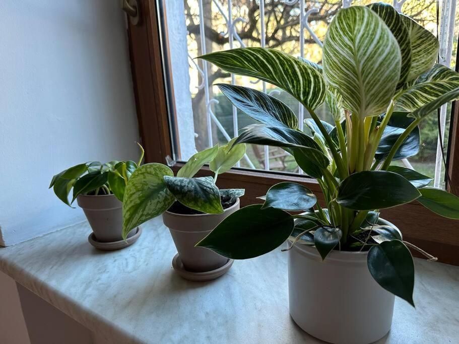 Stary Mokotow, Z Ogrodkiem Apartment Варшава Екстериор снимка